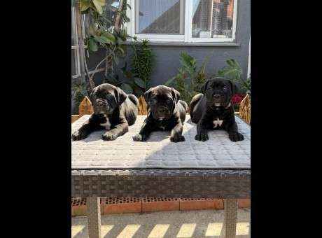 1 canecorsozp0526.jpg